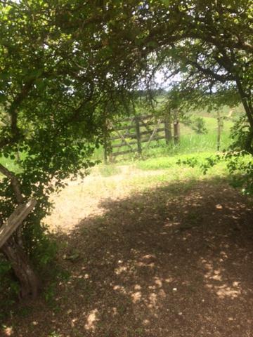 Fazenda-Granja-Sítio-Chácara 12 Hectares Aliança, Aceito Imóvel ou Automóvel - Foto 15