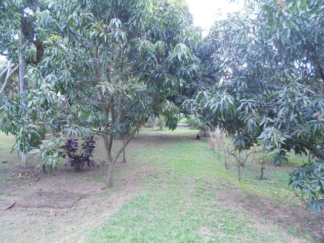 Caetano Imóveis - Sítio todo arborizado, plano e com acesso asfaltado (confira!) - Foto 14