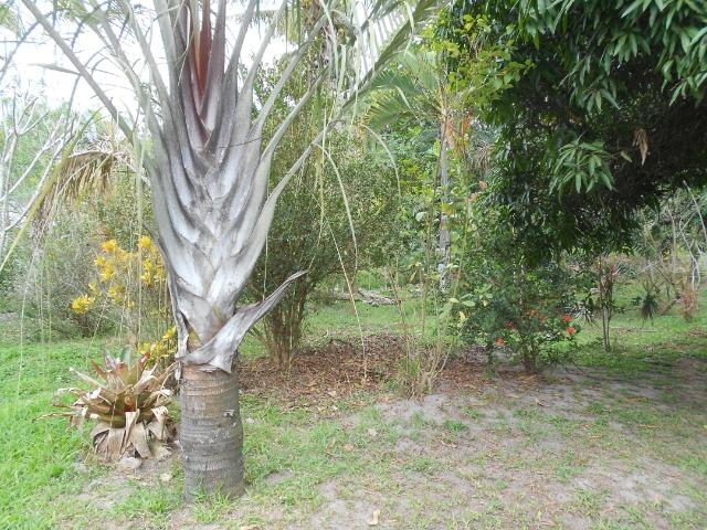 Caetano Imóveis - Sítio todo arborizado, plano e com acesso asfaltado (confira!) - Foto 8