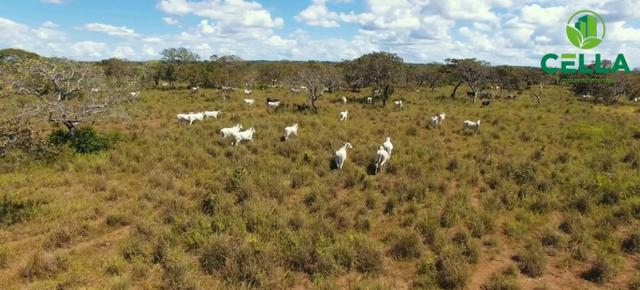 Fazendas para Pecuária no Tocantins / A partir de R$ 1.500,00 por Hectare - Foto 3