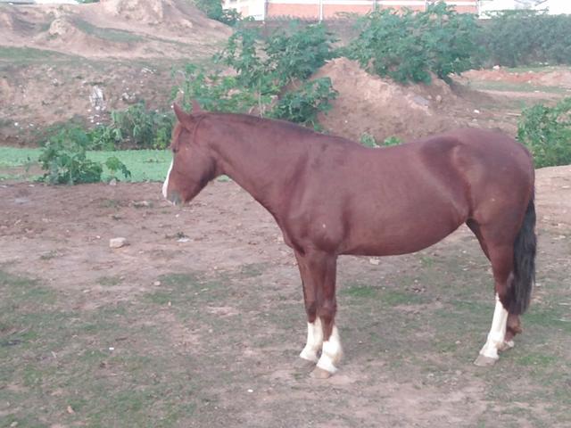 Vendo Égua Confirmada - Foto 3