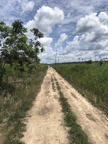 Vendo área de fazenda na Br 319 AM próximo a Porto Velho/Ro - Foto 14