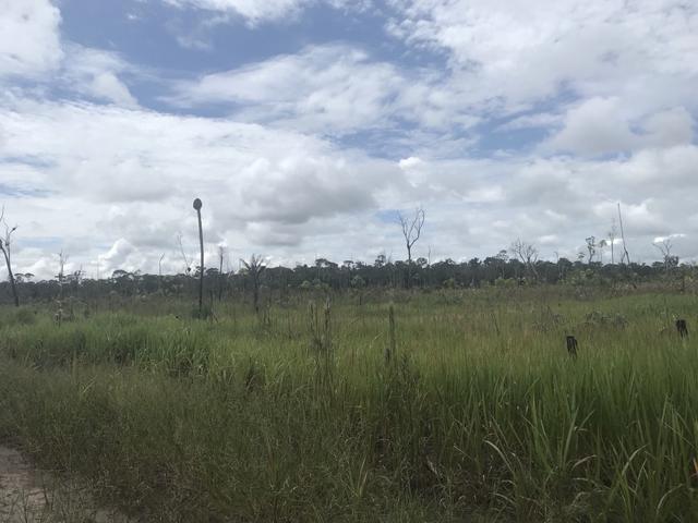 Vendo área de fazenda na Br 319 AM próximo a Porto Velho/Ro - Foto 9