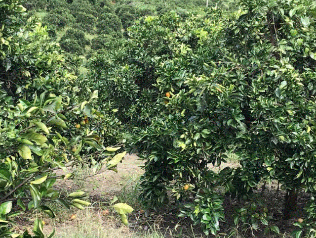 Sítio de Laranja. 77 tarefas. Umbaúba - Foto 8