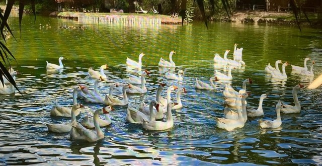 Marrecos : ,Cool, Ganso sebastopool , toulouse e sinaleiros, galos e galinhas orpington.