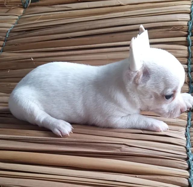 Chihuhua machinho mini - Cachorros e acessórios - Jardim Petrópolis,  Campinas 1260340281