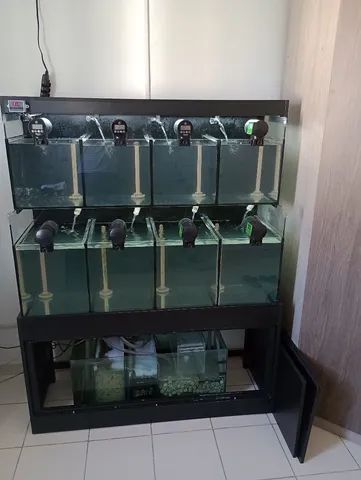 Bateria para criação de peixes ornamentais. (Retirar no local). - Foto 2