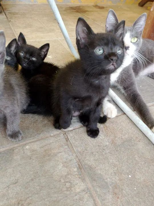 Gatinhas fêmeas fofinhos para adoção - Foto 3
