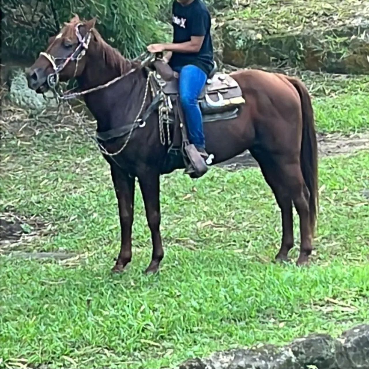 Cavalo quarto de milha Registrado