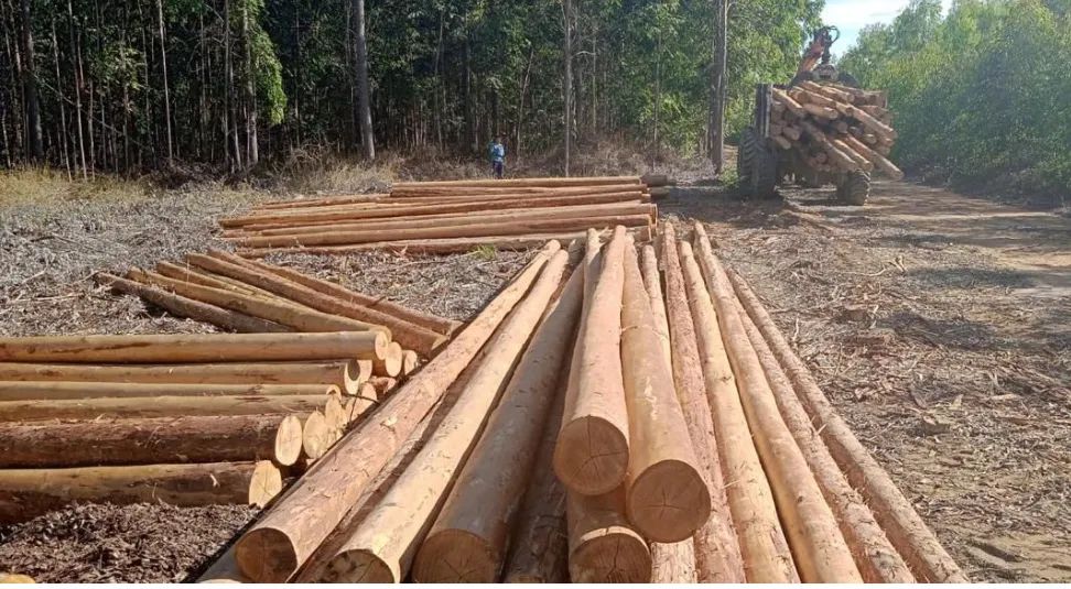 EUCALIPTO NATURAL, TRATADO. LENHAS DE ALGAROBA etc. - Foto 3