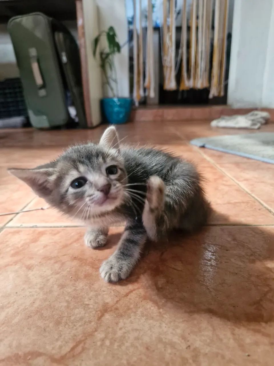 4 Irmãos 2 homens e 2 mulheres. Vacinados  - Foto 5