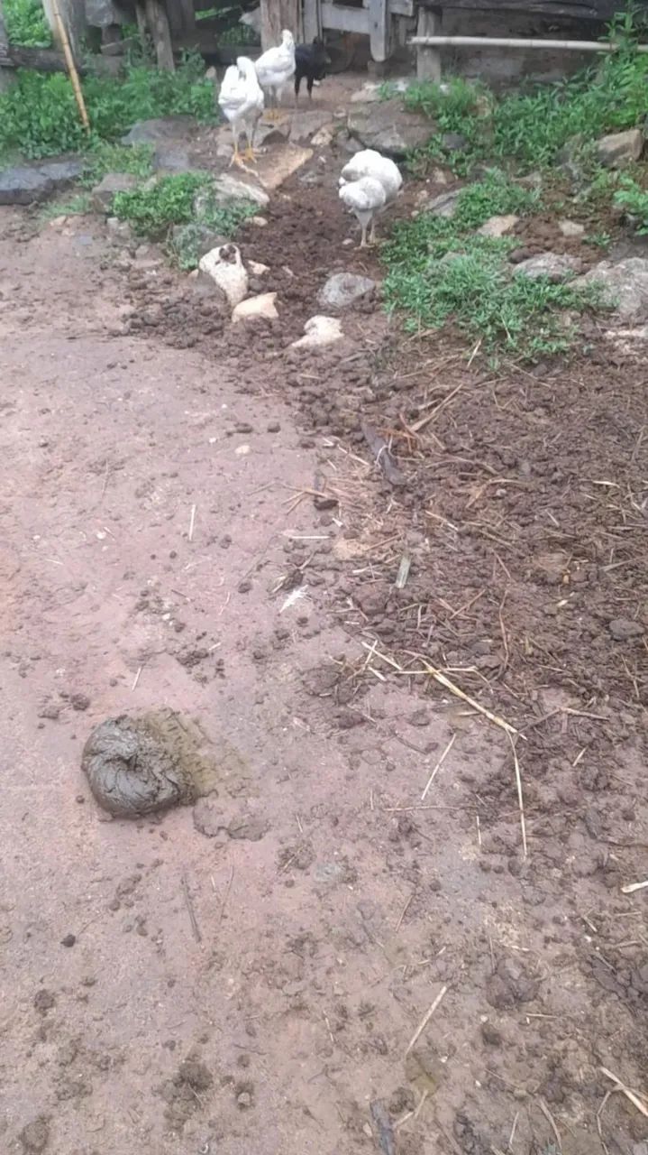 .Oportunidade única. chácara em Guaratinguetá - Foto 9