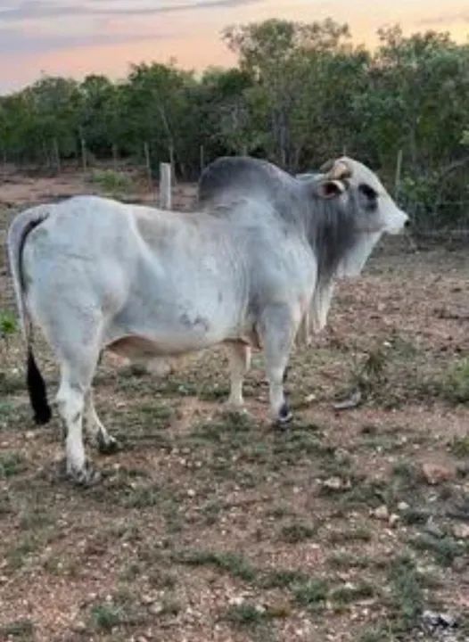 Touro Nelore, registrado preço @