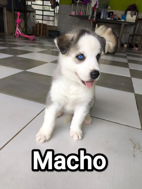 Filhotes de Husky Siberiano - Machos com Olhos Azuis - Foto 3