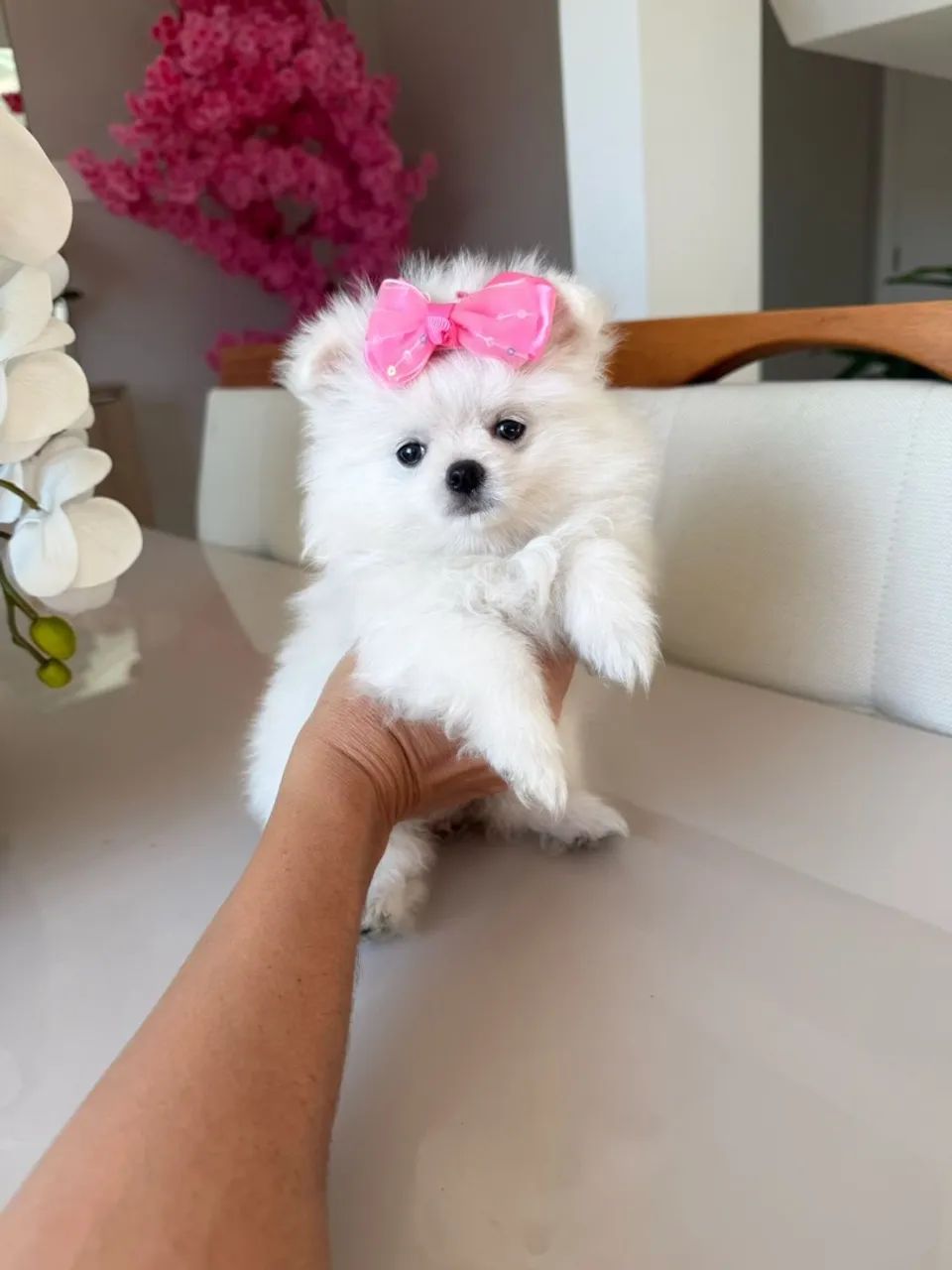 lulu-da-pomerania-mini-f-meas-ursinhas-lindas-e-fofas-cachorros