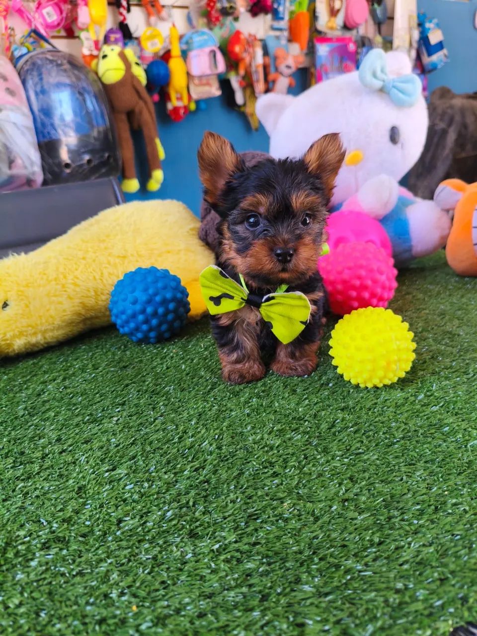 Yorkshire Terrier $2.200,00 machinho 