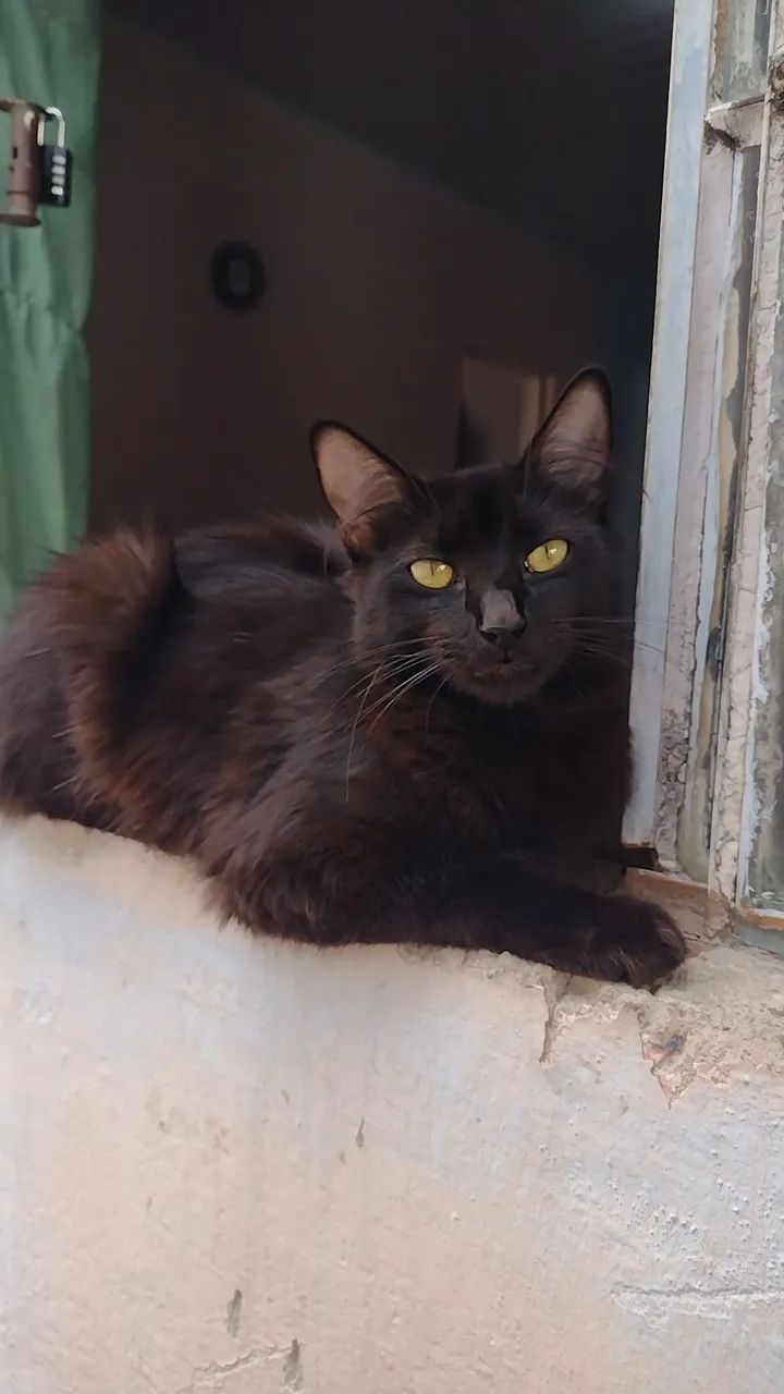 Gata Prenha para Adoção Um Ato de Amor por Muitos!  - Foto 3