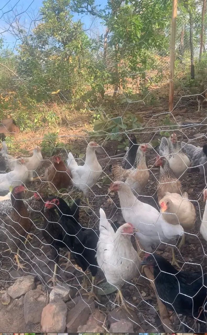 Ovos 100% galados coloridos GLC puro. - Foto 4