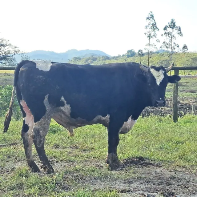 Touro Holandês Reprodutor Especial para Gado Leiteiro