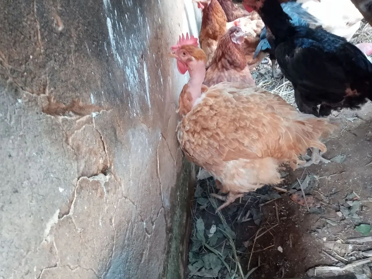 4 Galinhas Caipira Pesadão Acima de 3 kg - Foto 3