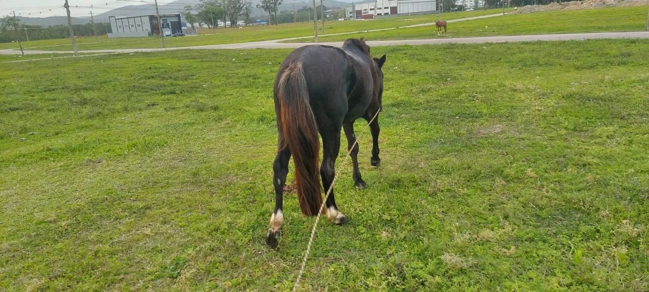 Cavalo crioulo  - Foto 4