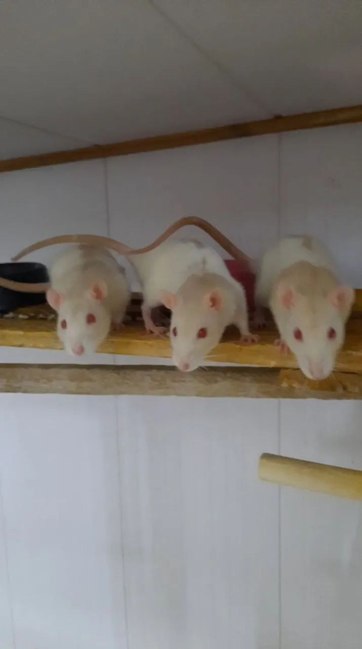 Ratos brancos fofinhos para venda - Foto 4