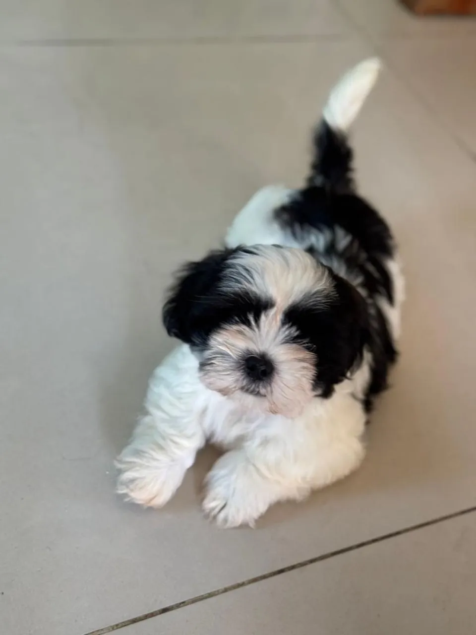 Filhote Shih Tzu Macho 800$, aceitamos proposta