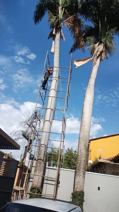 Corte de Árvores, Poda, Palmeiras,e Limpeza de Terreno  - Foto 4