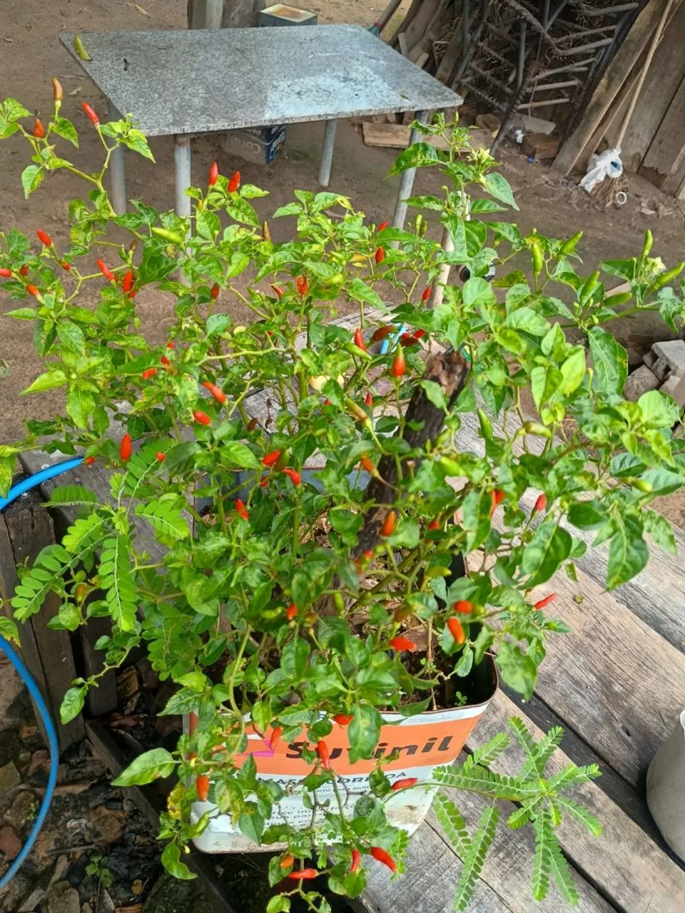 Vendo pe de pimenta malagueta, pé carregado