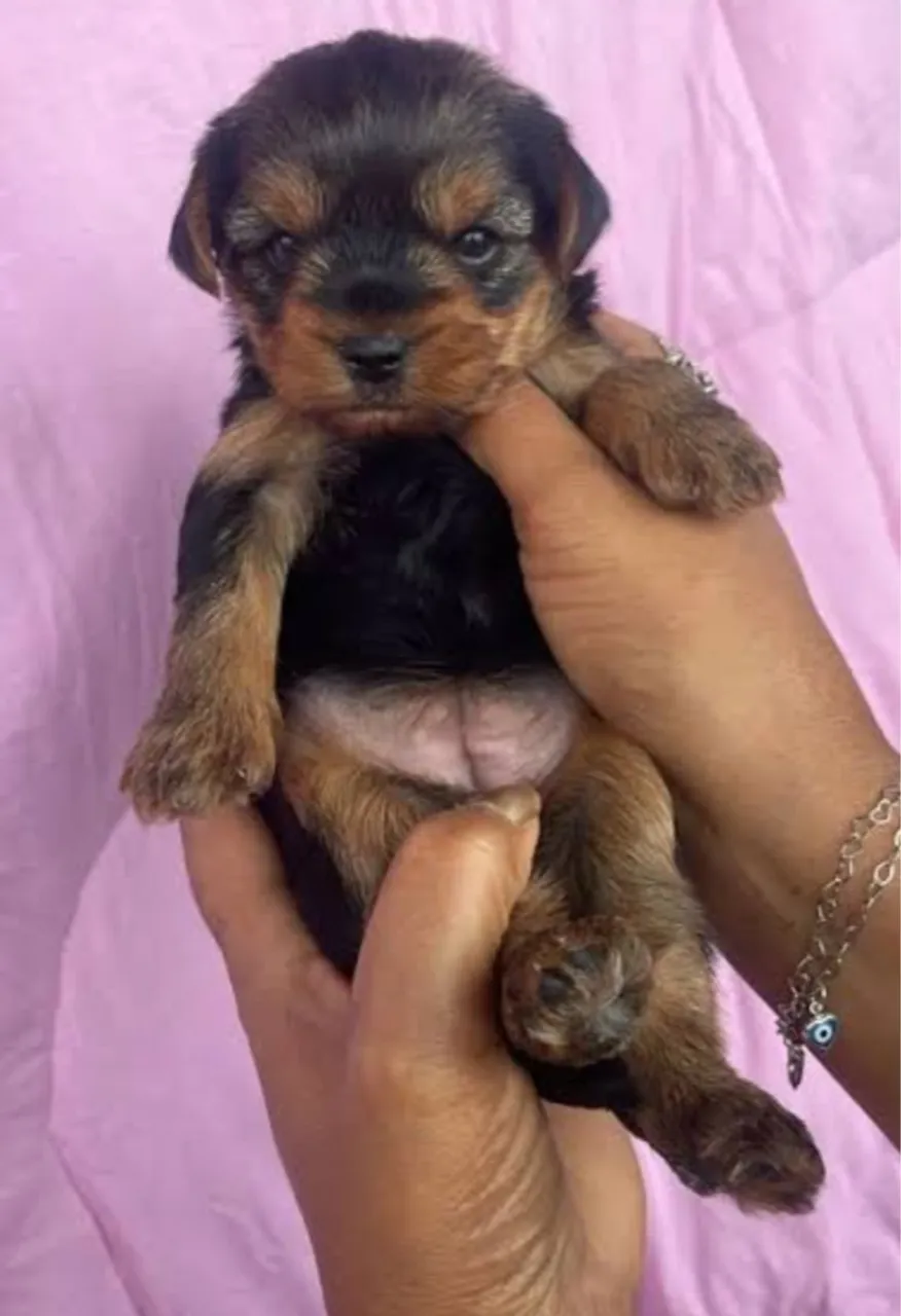 Filhote de Yorkshire Terrier femea 35 dias a venda !