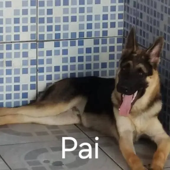 Filhote de Pastor Alemão