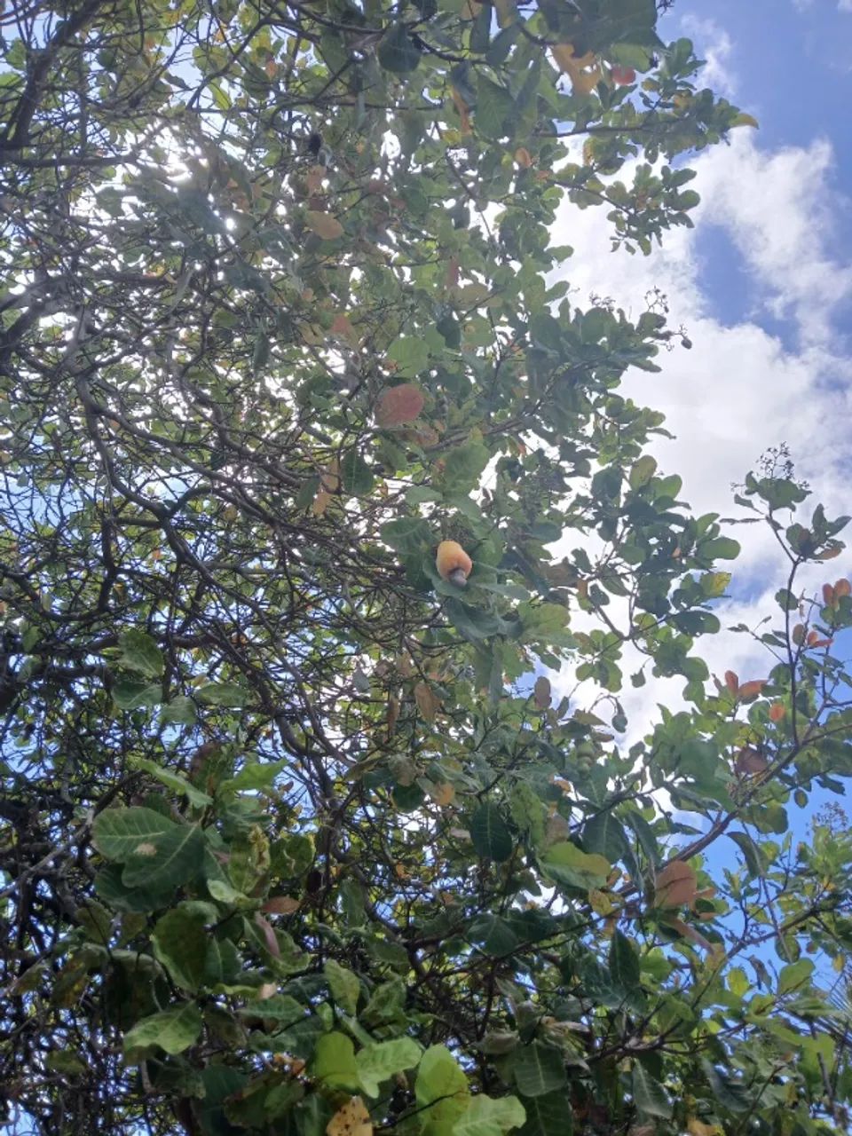 Foto - Fortaleza - Henrique Jorge