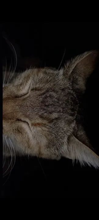 Gatinha fofa para adoção