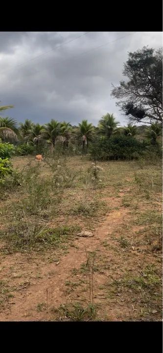 Fazenda 10 alqueires na Lajinha a 17km de Teófilo Otoni MG - Foto 5