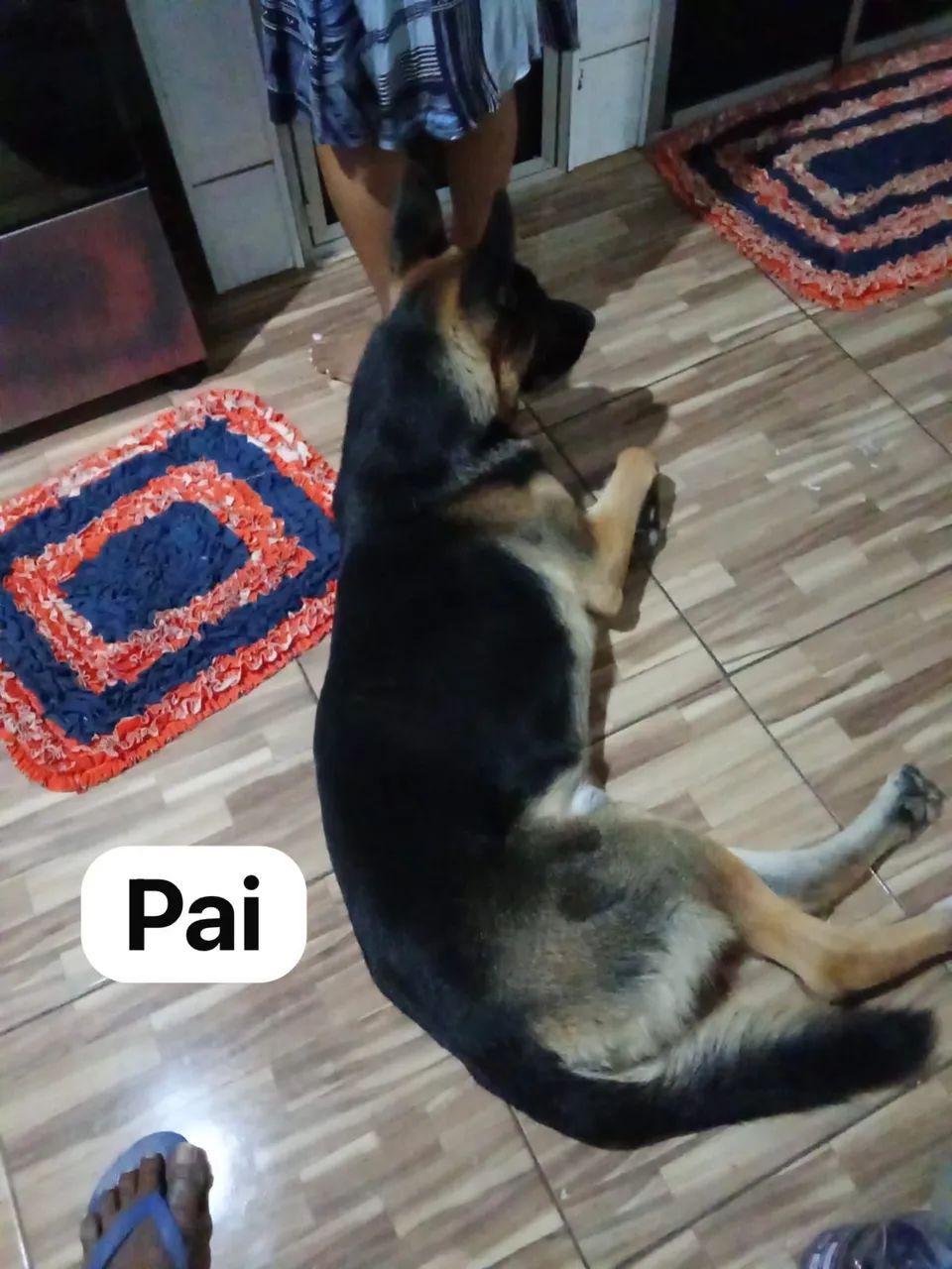 Filhote de pastor alemão  - Foto 2