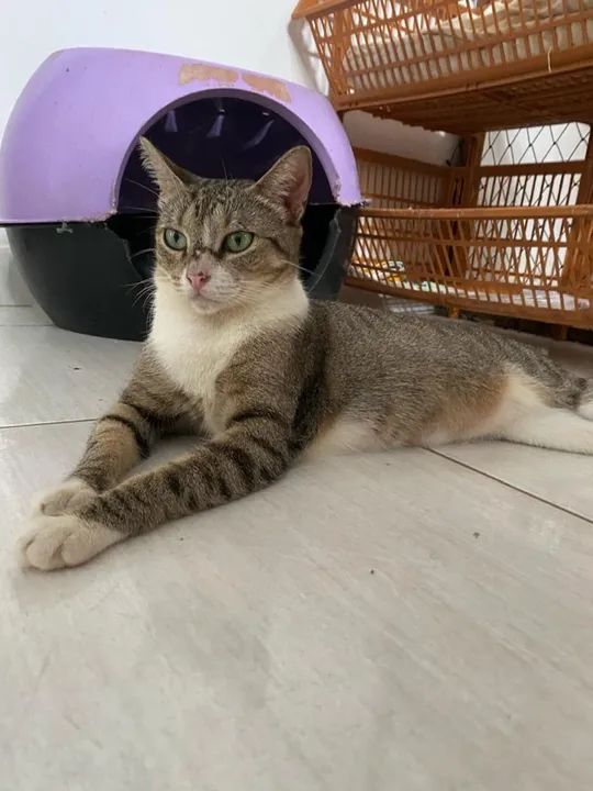 Gatinha castrada - leia a descrição - Foto 5