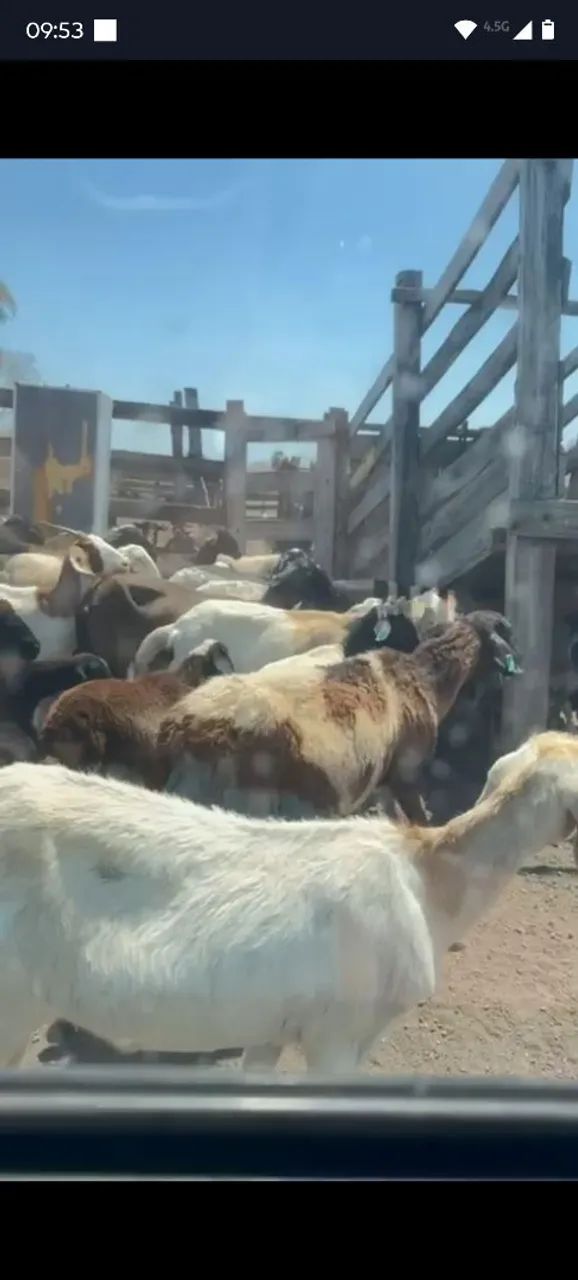 Vendo lote de carneiros e cabras tem uns 80 tudo  - Foto 4