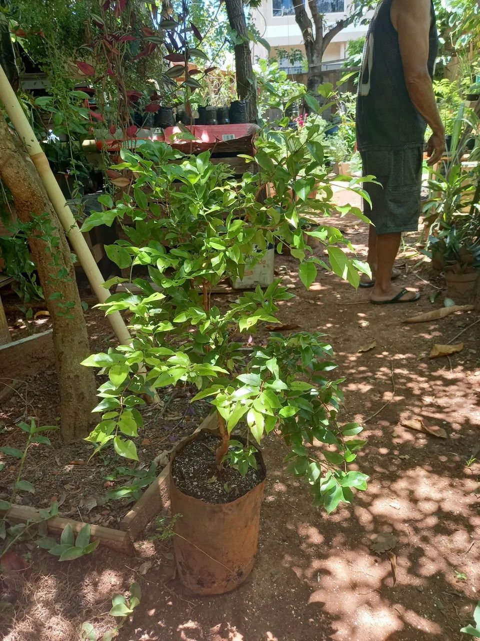 Mudas de jabuticaba  - Foto 3