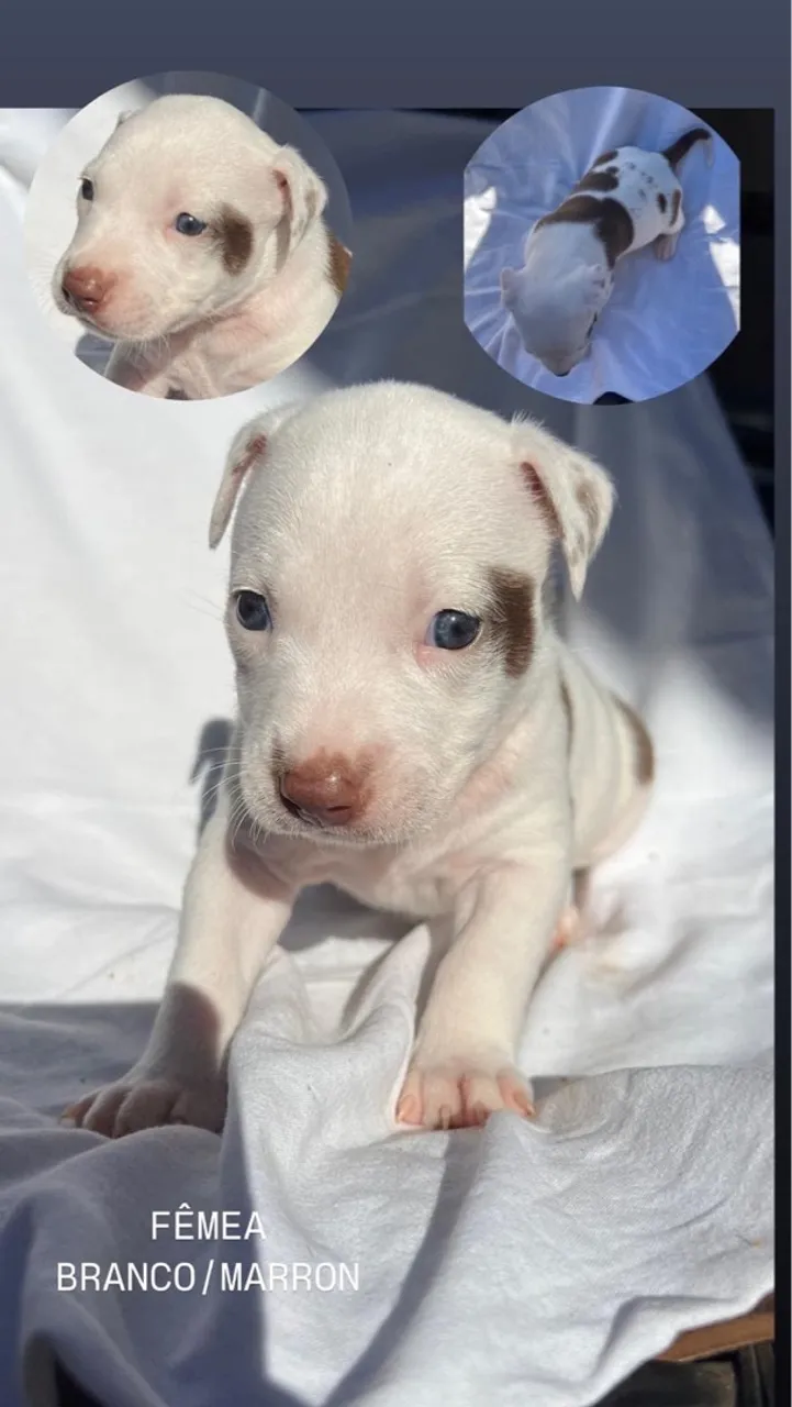 Filhote fêmea de Pitbull