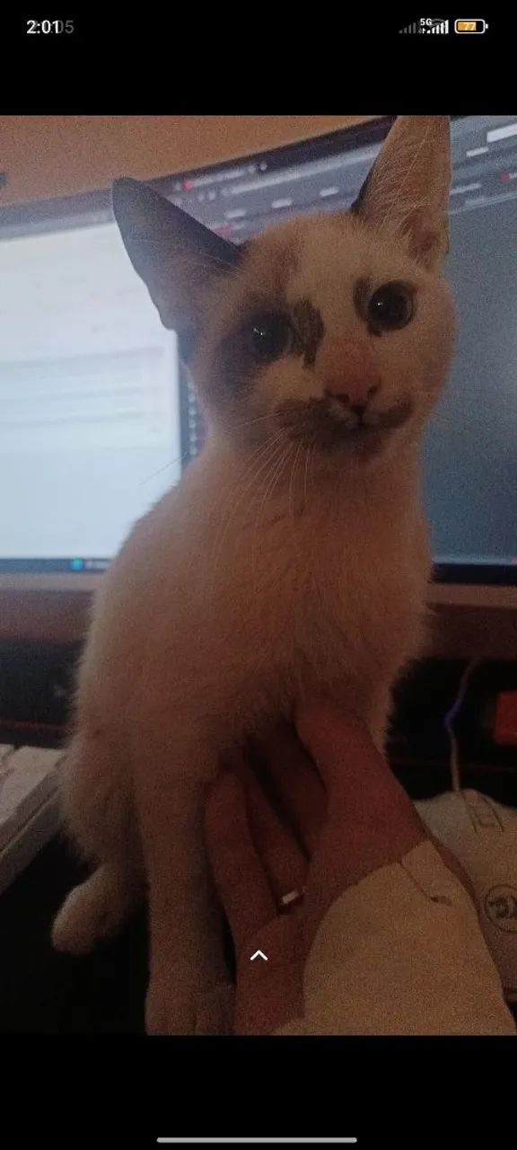 Doação de gato macho 