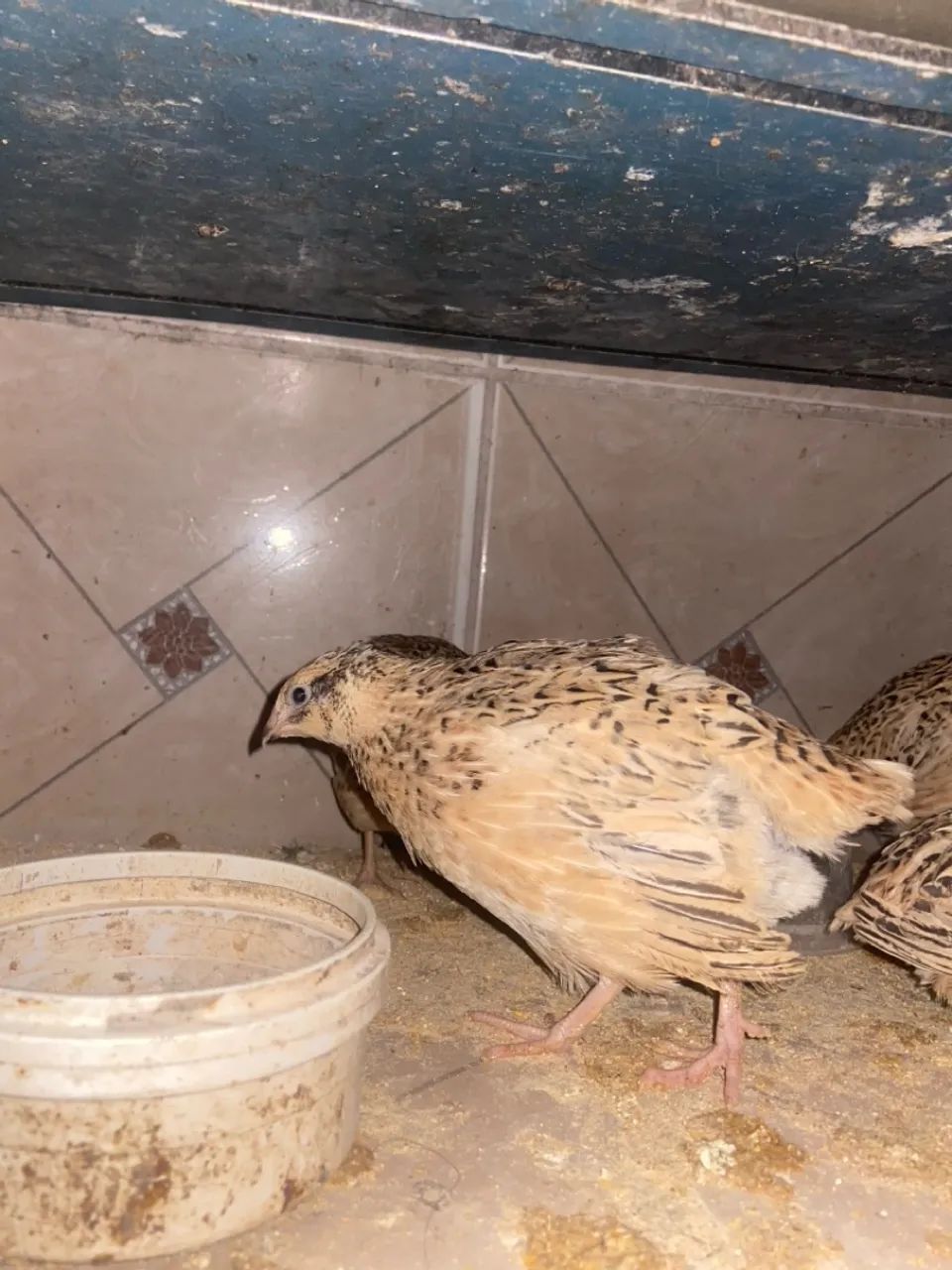 VENDO CODORNAS - Foto 3