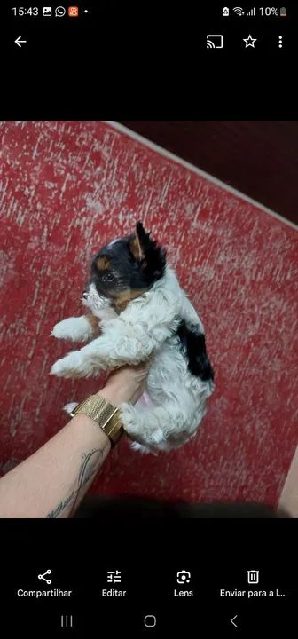 Lindos filhotes de Biewer Yorkshire  - Foto 2