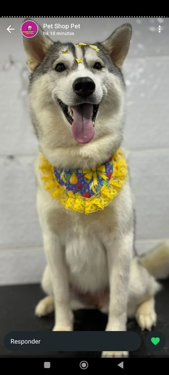 Husky Siberiano procurando namorado 