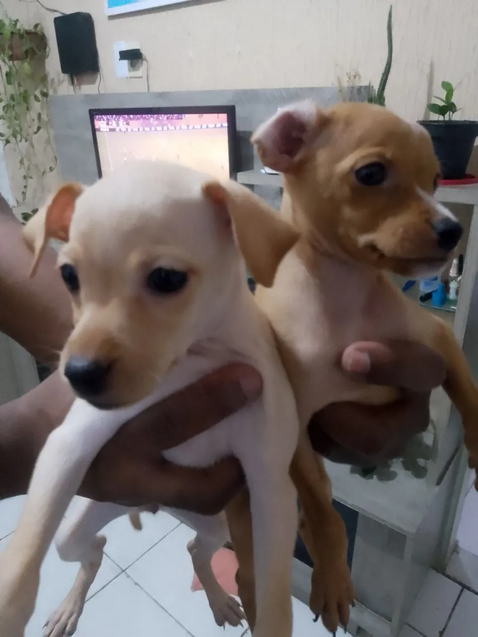 Filhotes de Pinscher à Venda - Lindos e Carinhosos!