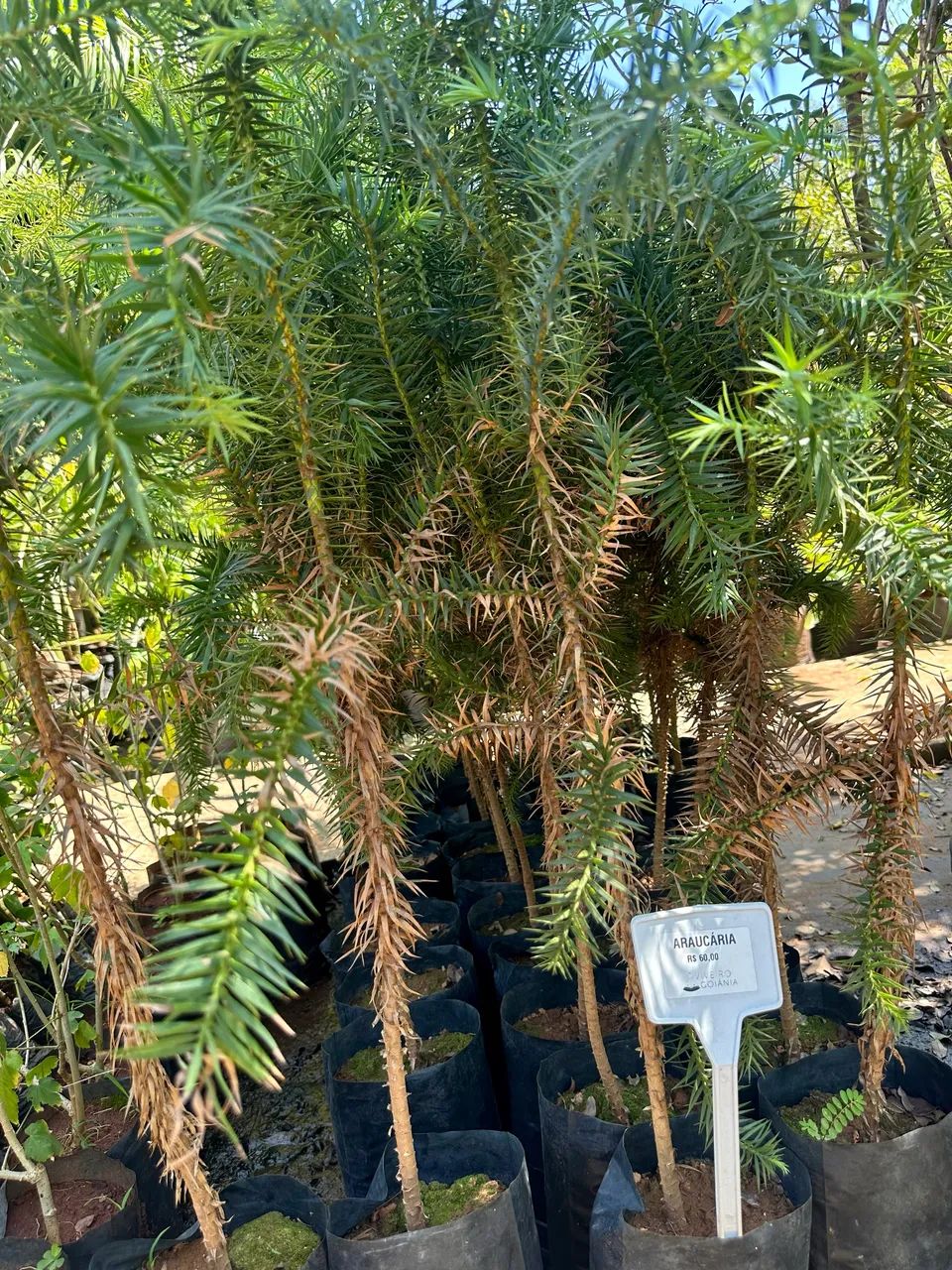 Muda de Araucária 