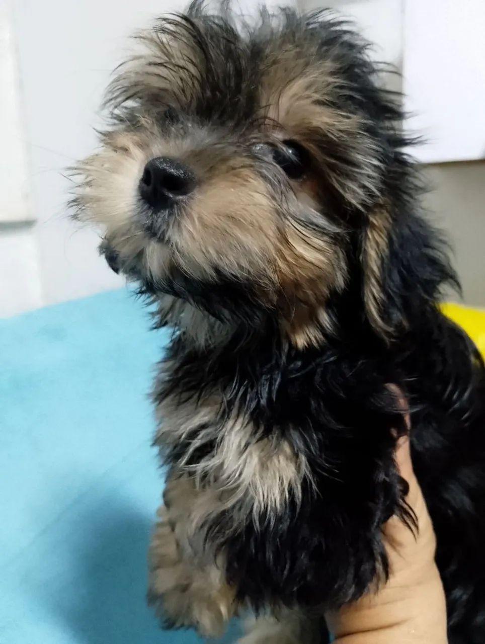 Yorkshire Terrier Filhotes