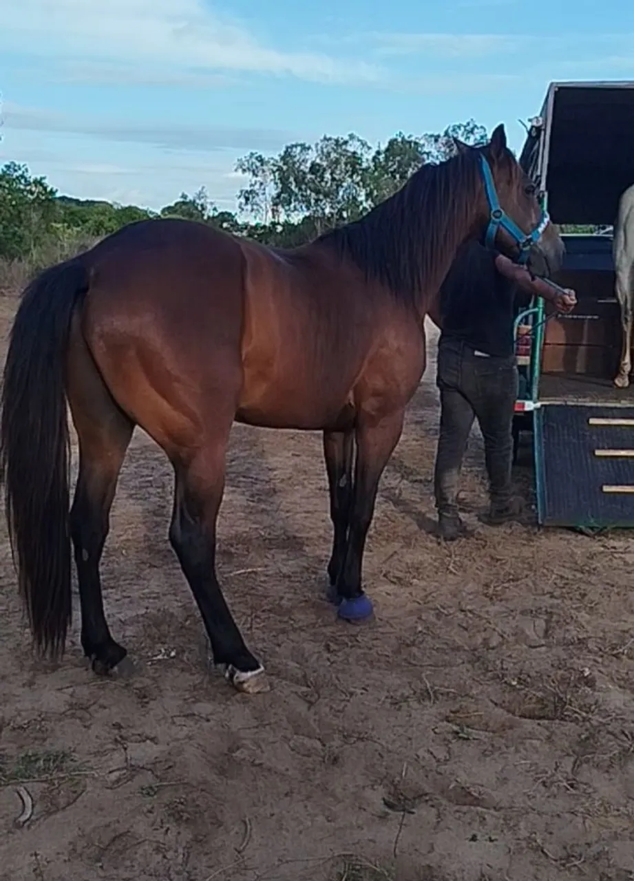 Cavalo para venda e troca