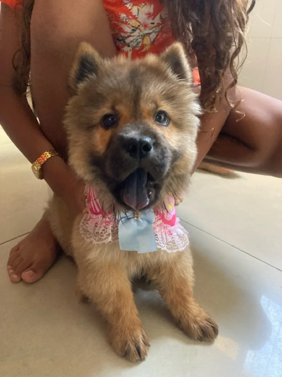 Filhote Chow Chow