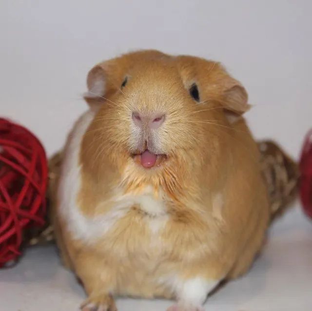 porquinho da india - Foto 2