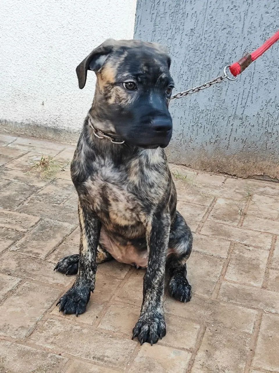Filhotes de cane corso  - Foto 3